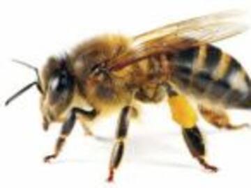 Ha batido el récord del mundo teniendo abejas sobre su cuerpo.