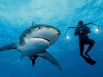 Ballena jorobada protege a buceadora de un tiburón