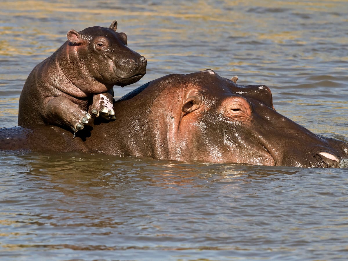 La increíble historia de los hipopótamos de Pablo Escobar