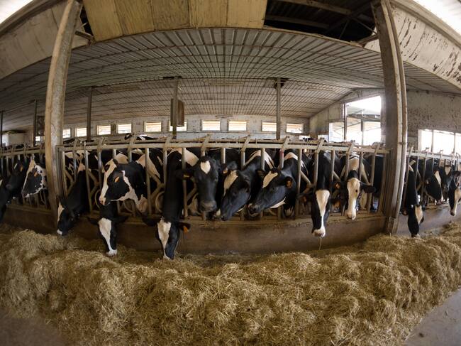 La ganadería juega un papel clave en la emisión de GEI.