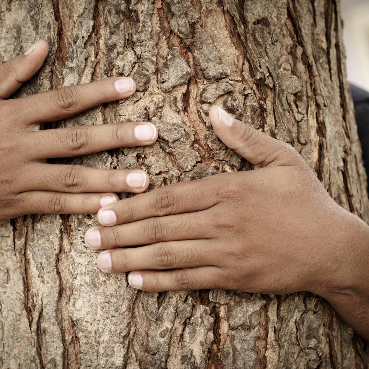 La primera batalla por un árbol: cuando las mujeres de la India abrazaron los troncos para salvarlos