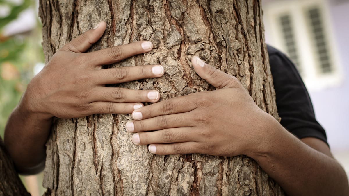 La primera batalla por un árbol: cuando las mujeres de la India abrazaron los troncos para salvarlos