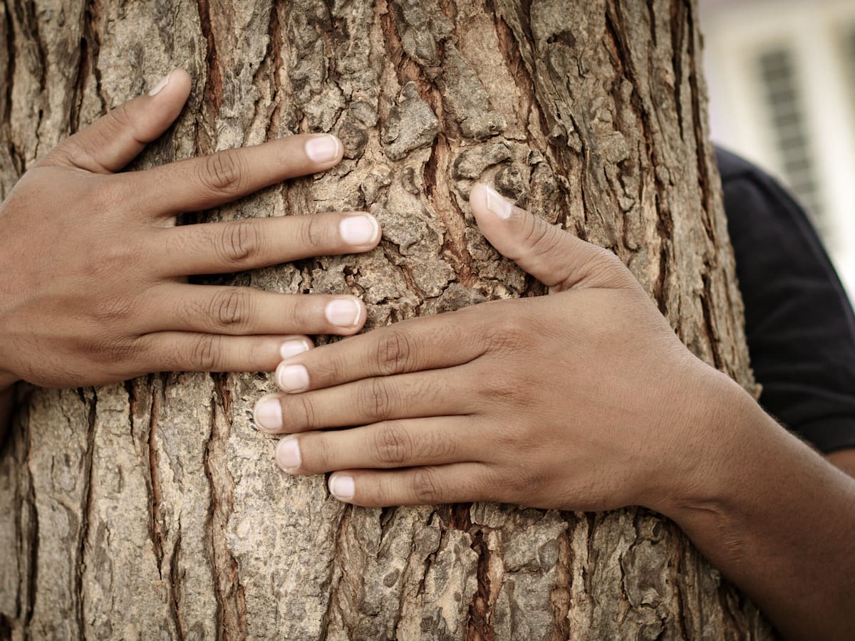 La primera batalla por un árbol: cuando las mujeres de la India abrazaron los troncos para salvarlos