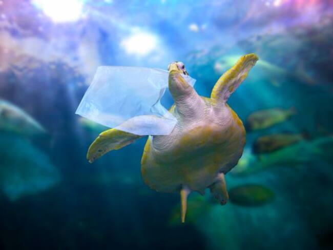 Día Mundial de los Océanos.