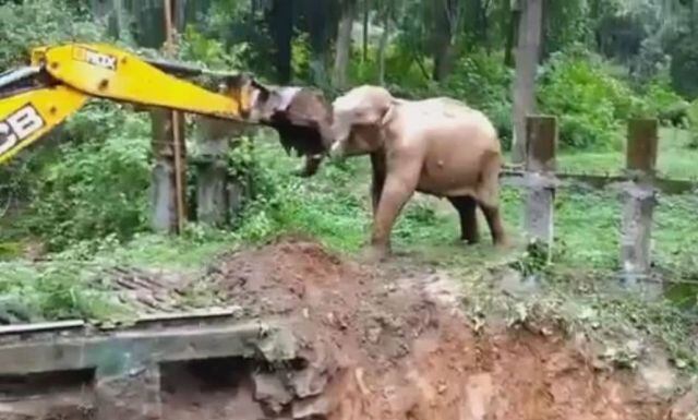 Elefante agradece a excavadora por haberlo rescatado