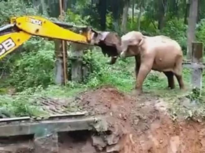 Elefante agradece a excavadora por haberlo rescatado