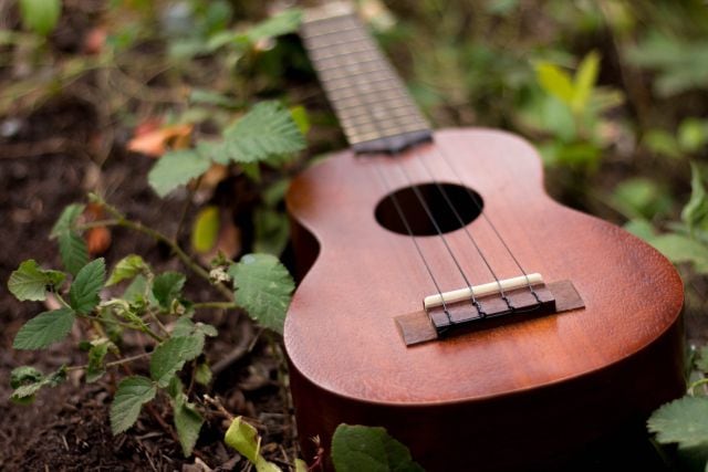 Plantas y música