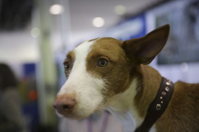 Podenco ibicenco.