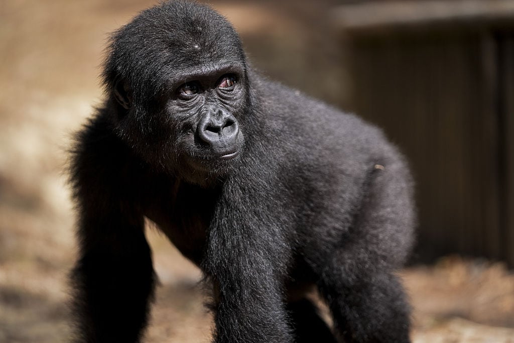 Un bebé de gorila.