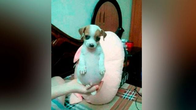 La historia detrás del perrito panzón, todo chiquito, todo panzón