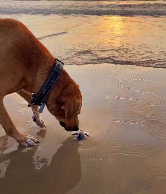 Solovino, el perro que ayuda a las tortugas a llegar al mar