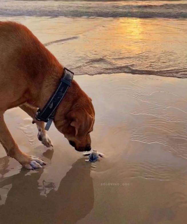 Solovino, el perro que ayuda a las tortugas a llegar al mar