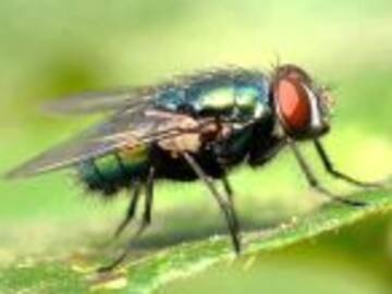 Las moscas son potencialmente peligrosas para la salud