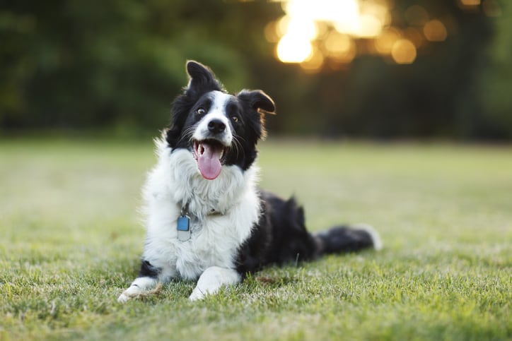 Border Collie