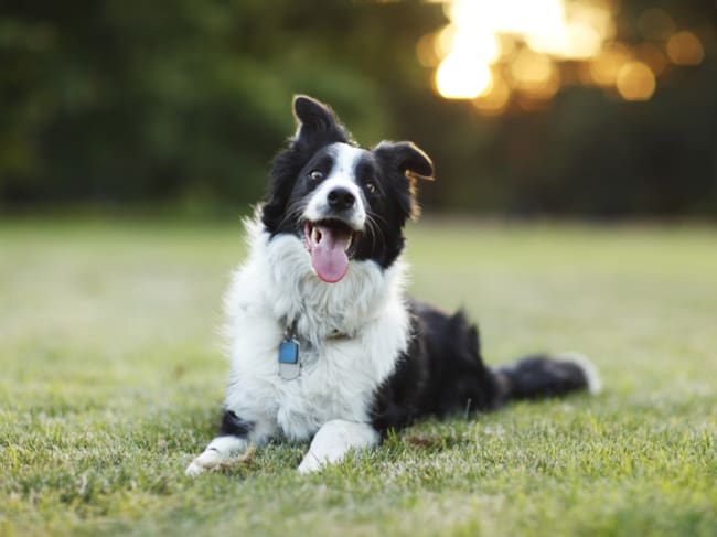 Border Collie