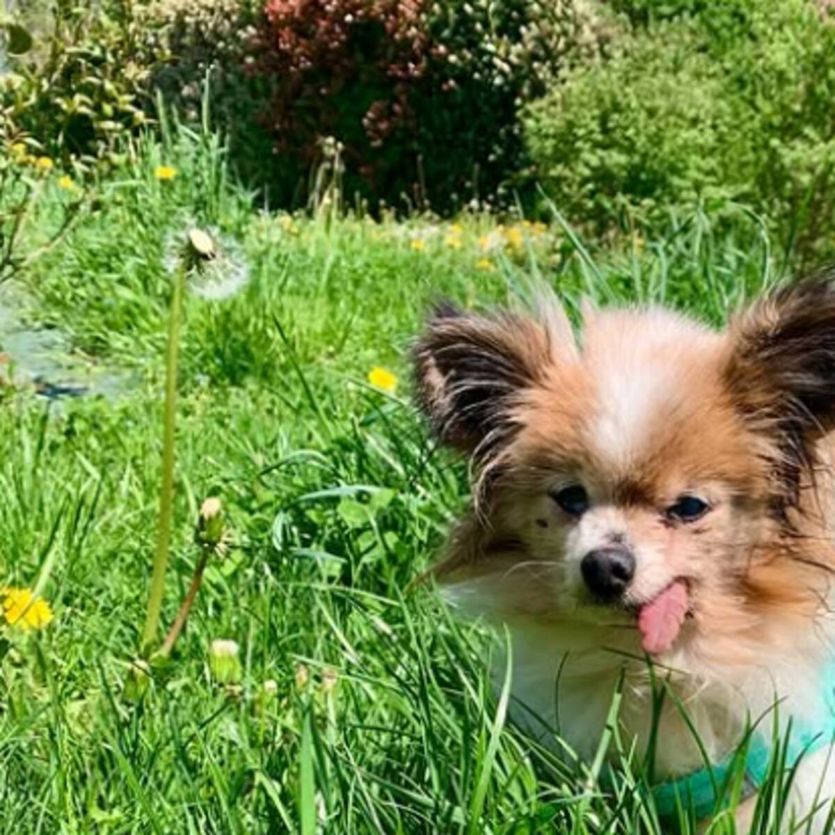 Muere a los 30 años Lazare, el perro más viejo del mundo