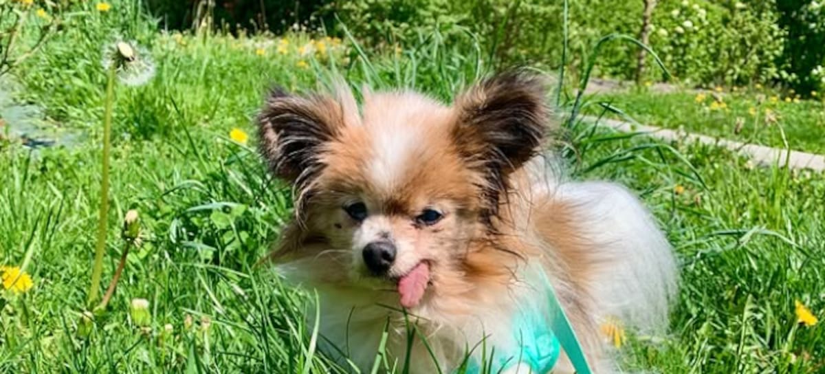 Lazare, el perro más viejo del mundo (@lazare_le_trentenaire)