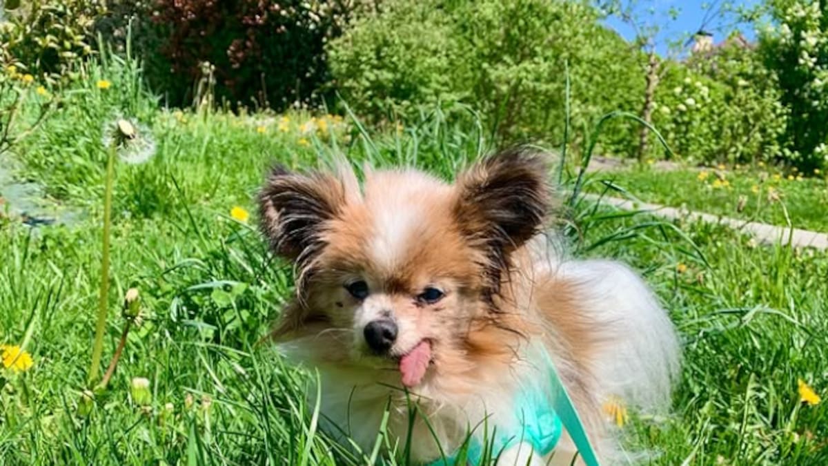 Muere a los 30 años Lazare, el perro más viejo del mundo