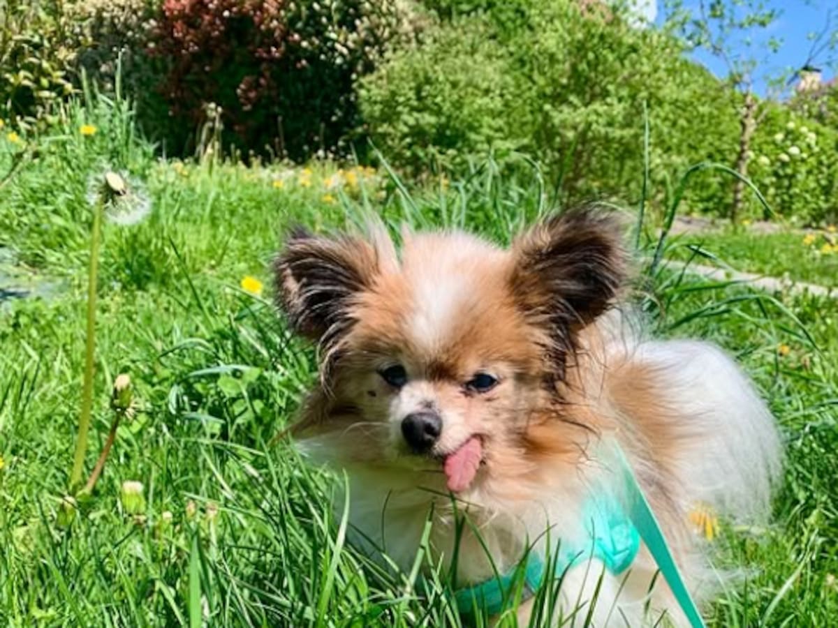 Muere a los 30 años Lazare, el perro más viejo del mundo