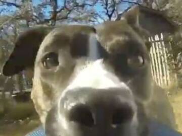 Este perrito se robó una cámara de video pero en realidad se robó nuestr corazón