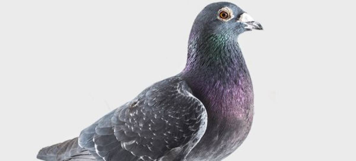 En #TodosArriba hablamos de Palomas!