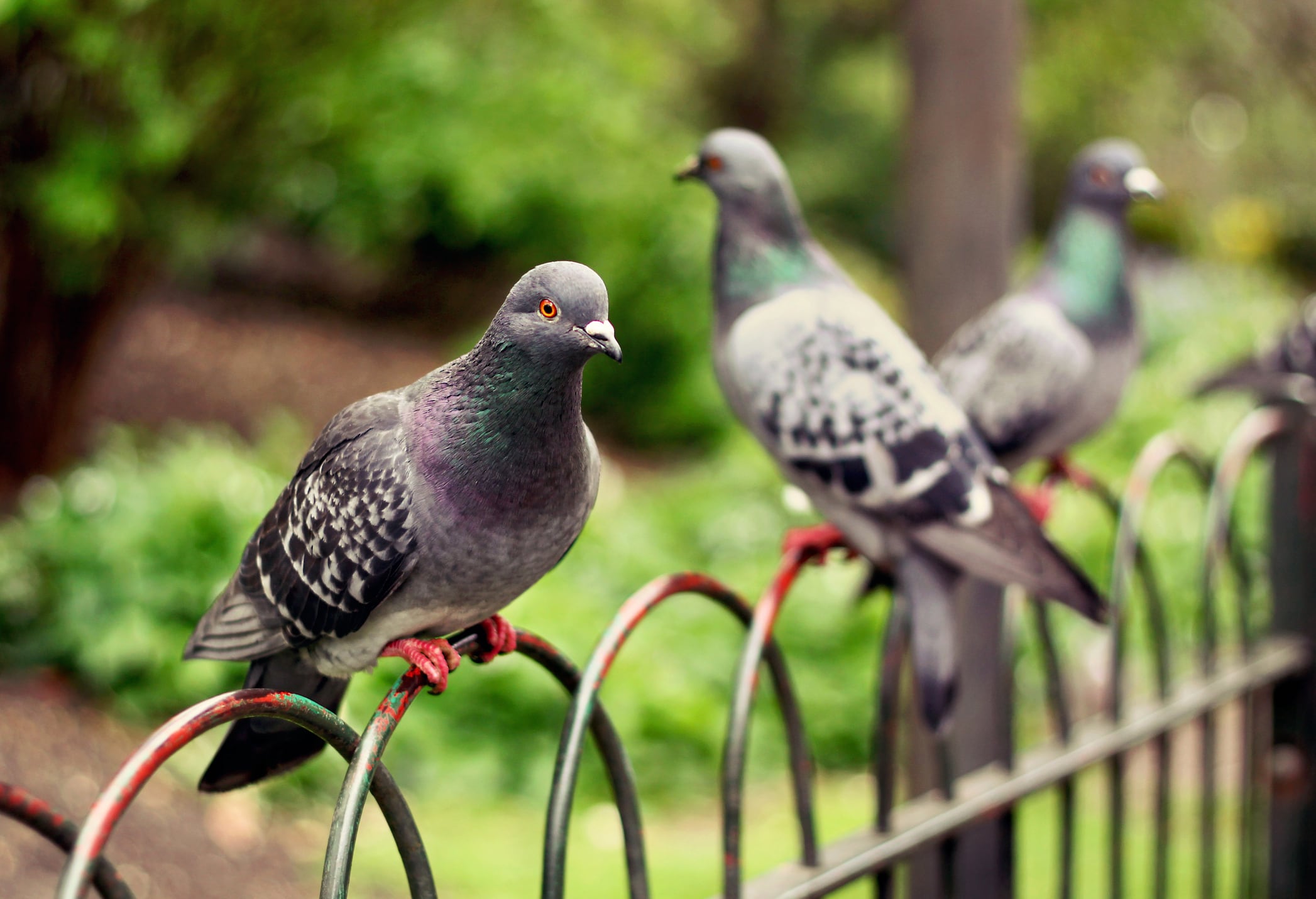 La capacidad de las palomas para orientarse siempre ha sorprendido a la ciencia.