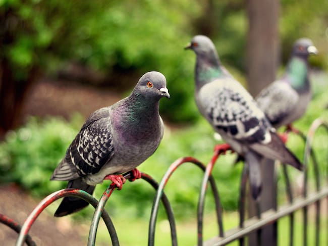 La capacidad de las palomas para orientarse siempre ha sorprendido a la ciencia.