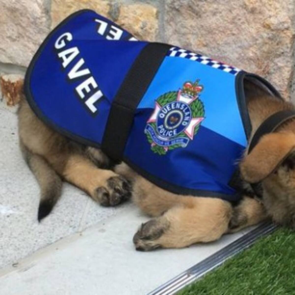 Expulsan a perro de la policía... ¡Por ser demasiado tierno!
