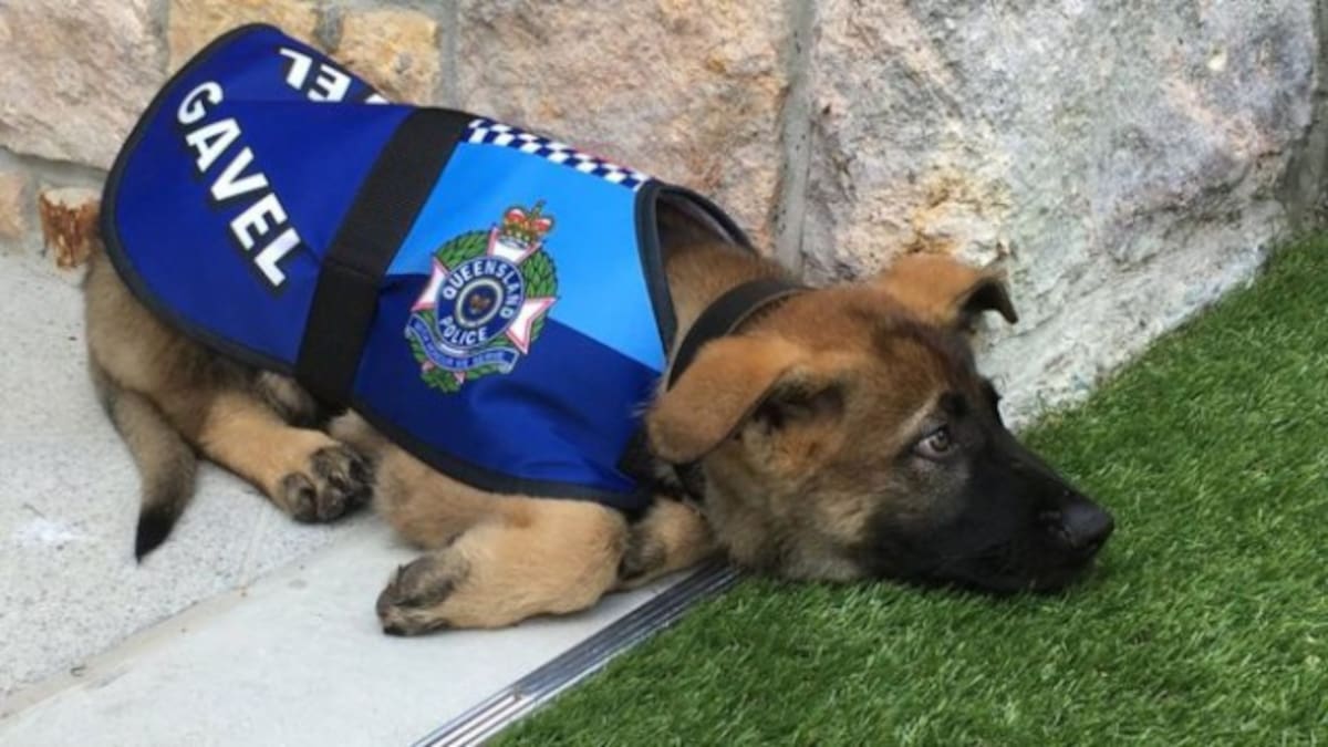 Expulsan a perro de la policía... ¡Por ser demasiado tierno!
