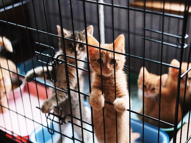 Cada hora se abandonan 33 perros o gatos en España.