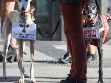 Día Mundial del Galgo: el drama de una raza única