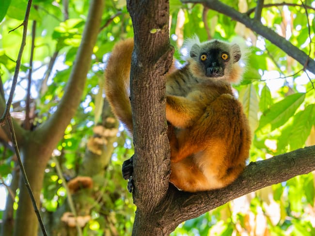 Un lemur negro en la isla de Nosy Komba.