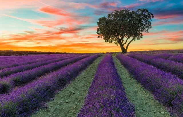 Los campos de lavanda en Brihuega están llenos de romanticismo.