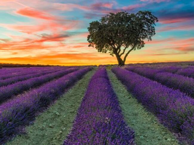 Los campos de lavanda en Brihuega están llenos de romanticismo.