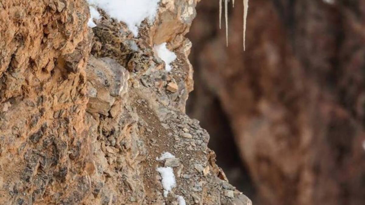 ¿Lo encontraste? Hay un leopardo camuflado en esta imagen