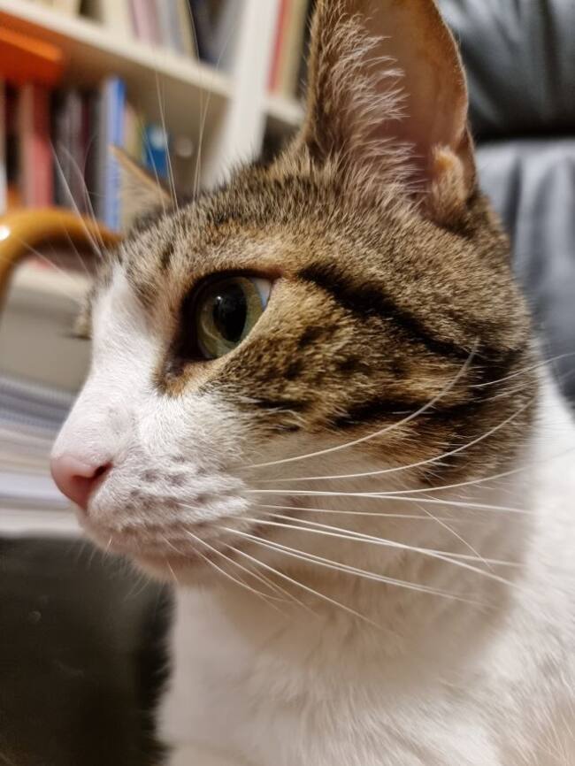 No siempre pasa la prueba "de los pelitos". Pero cuando la pasa lo hace con nota.