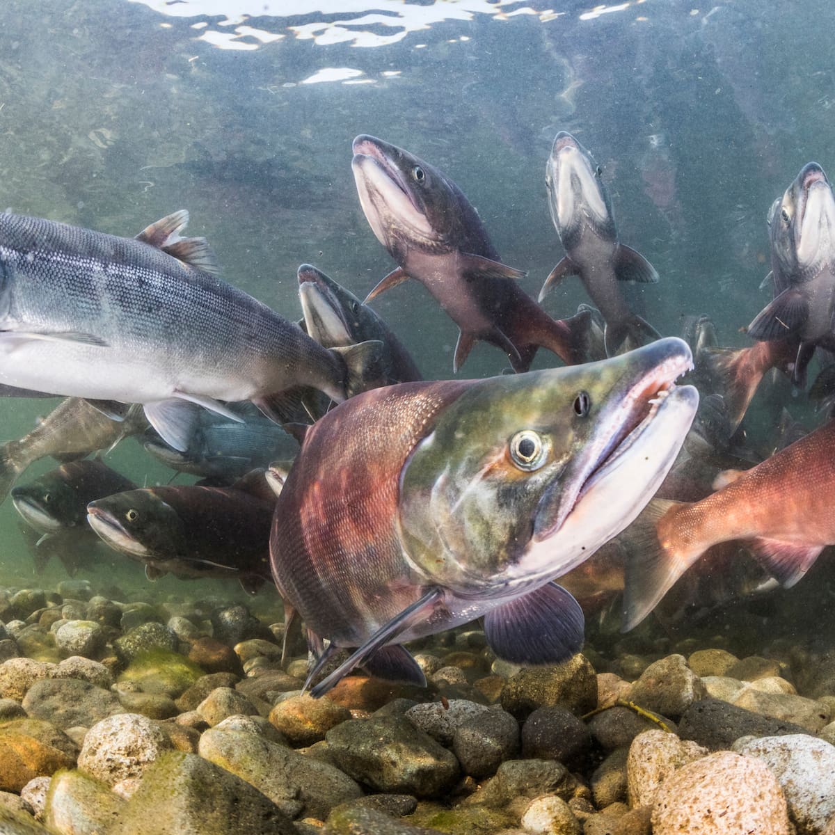¿Hay que prohibir la pesca del salmón?