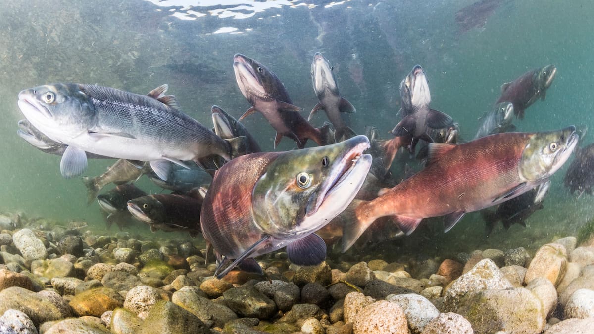 ¿Hay que prohibir la pesca del salmón?