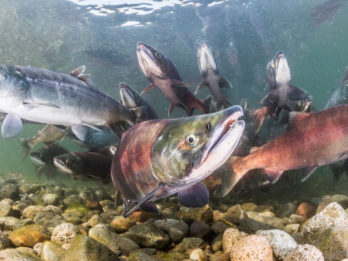 ¿Hay que prohibir la pesca del salmón?