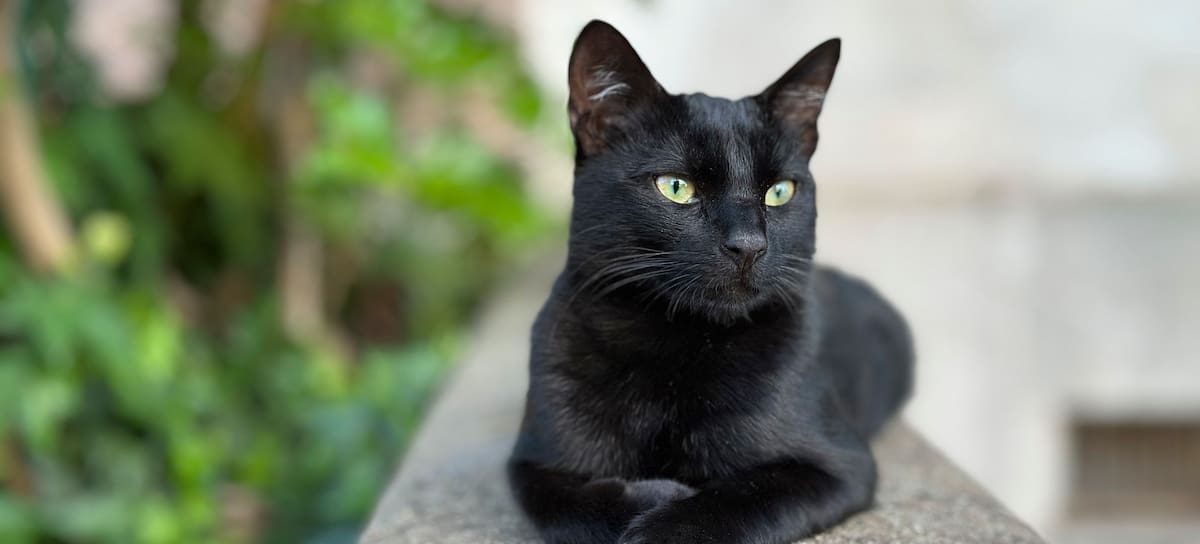 Los gatos negros son utilizados en algunos rituales.