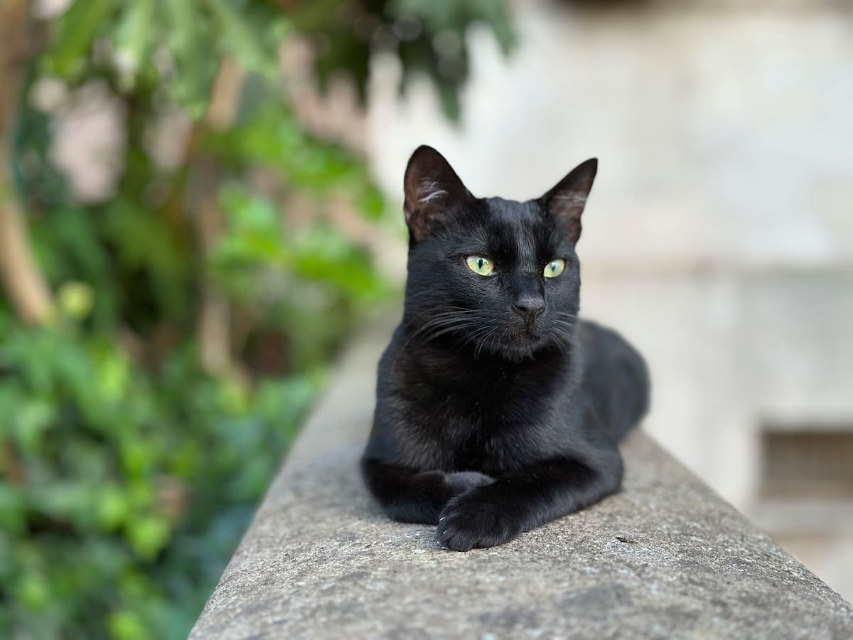 ¿Por qué algunas protectoras dejan de dar gatos negros en adopción por Halloween?
