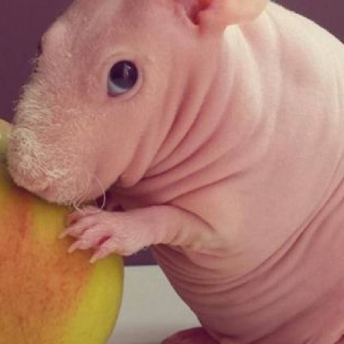 Ludwik es la nueva sensación de Instagram