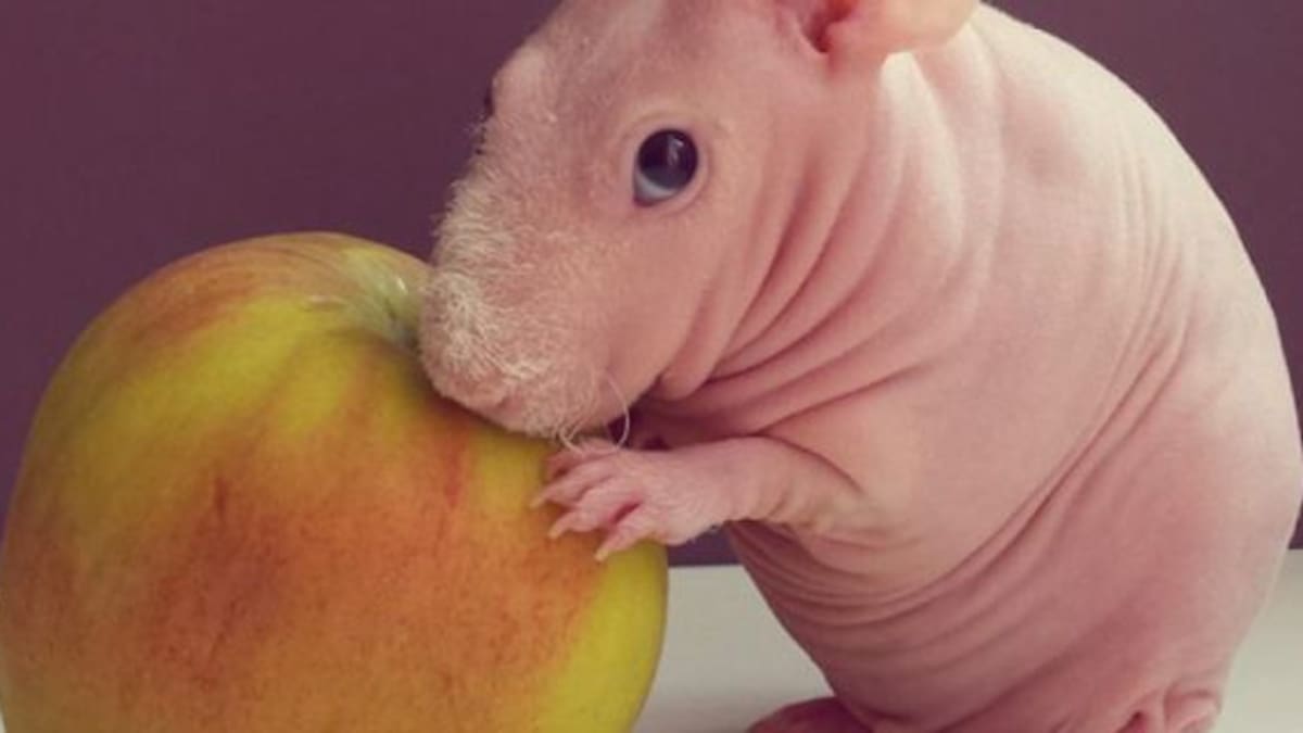 Ludwik es la nueva sensación de Instagram