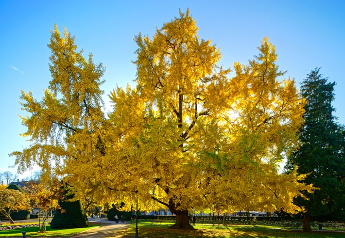 El Ginkgo biloba