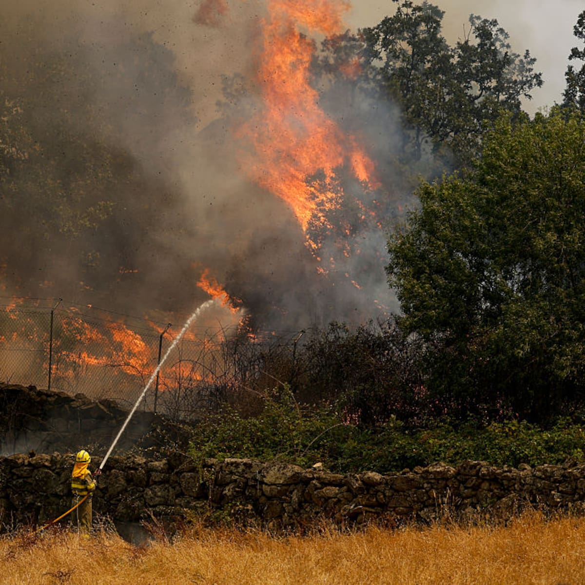 Ante los incendios forestales, solidaridad, rigor y ciencia