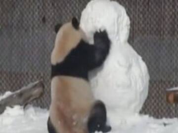Oso Panda lucha contra muñeco de nieve