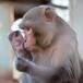 Así es el día a día en el santuario de primates más grande de EEUU