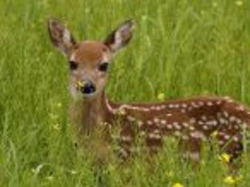 El cazador que dejó de serlo cuando conoció a Bambi