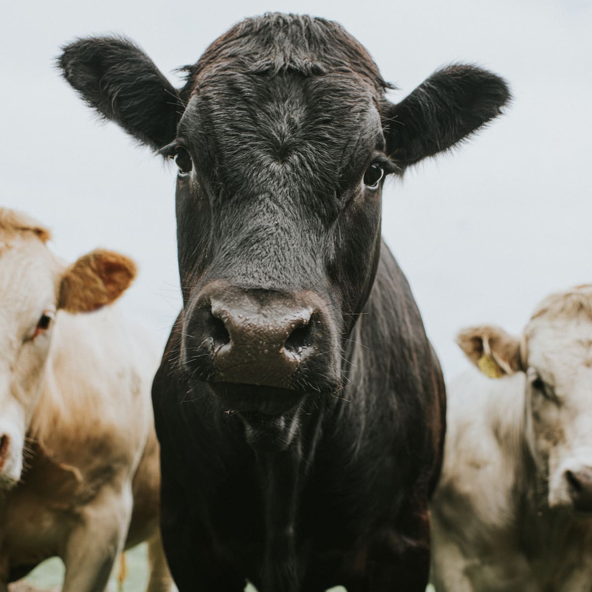 Metano: el gas invisible que está acelerando la crisis climática