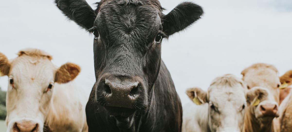 El metano acelera el cambio climático.